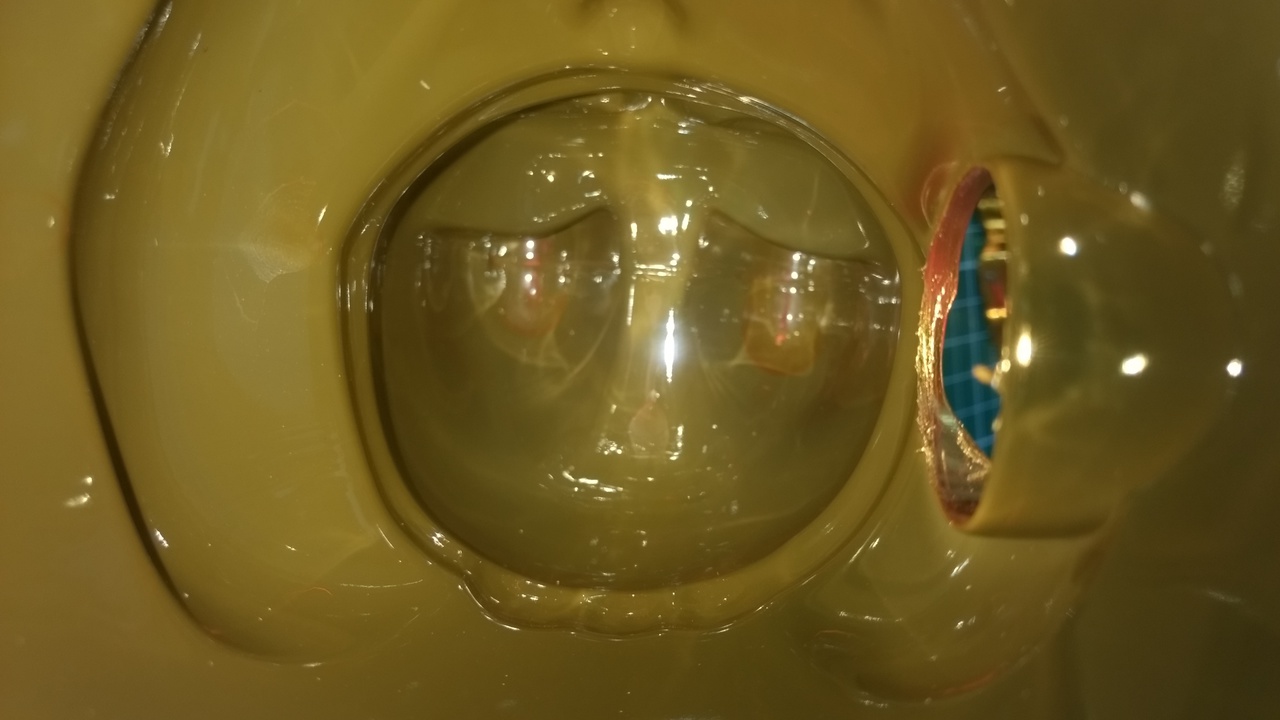 The internal space of the cat.